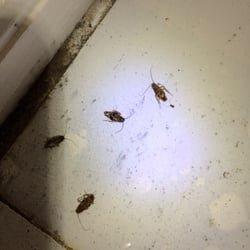 Cockroach Control