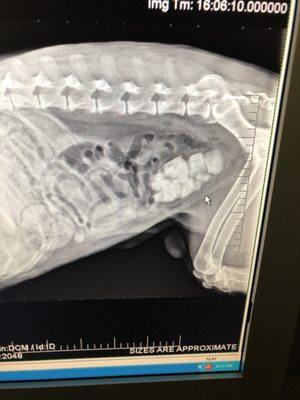 Dr Zaffer was the first Dr to find these bladder stones in my dog.