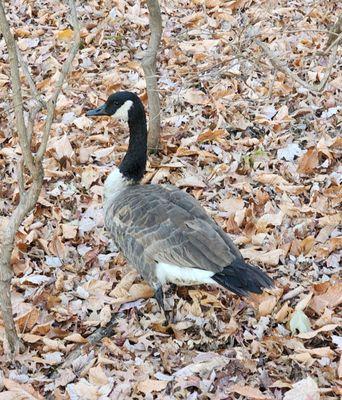 Great Swamp National Wildlife Refuge