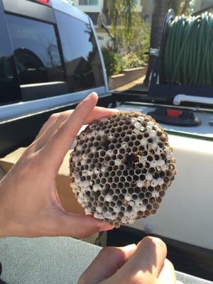 Wasp nest!