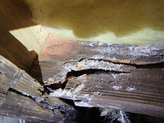 Wood destroying fungal growth that destroyed the floor joists of this home.