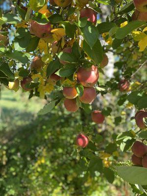 Apples @ Pochuck's