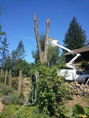 A Better Cut Greg's Tree Service