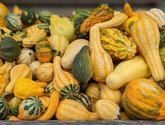 Gourds