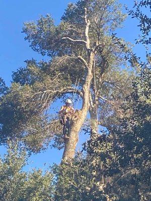 Me taking down a large oak tree with a new Stihl 201T from A&B saw.