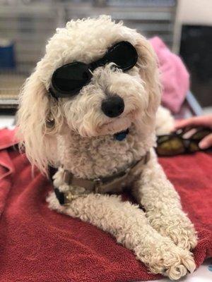 Ollie is ready for his Laser Treatment