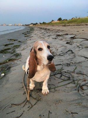 Seamus enjoying the beach while on an overnight with Dana