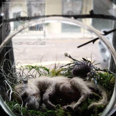 Dark Matter Oddities & Artisan Collective | taxidermy ~ Kate Lacour