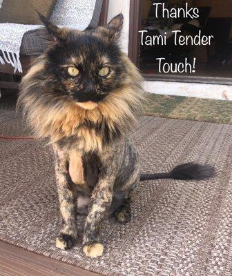 Tonga's Lion cut. @ sandiegocatbnb.com