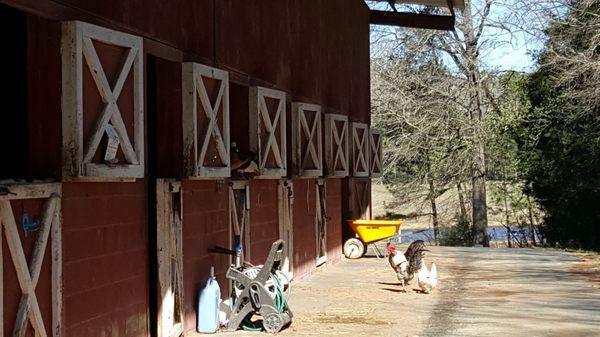 Veey vocal roostwr and chickens at the main barn