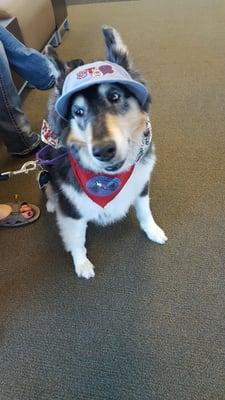 Service dog at airport....