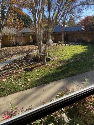 Robins enjoying the backyard bird bath..