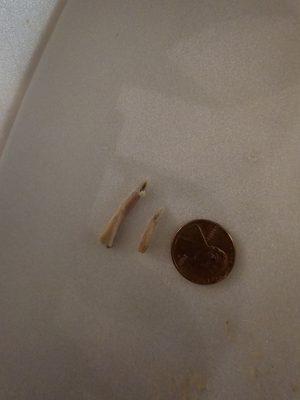 Two bones found in chicken quesadilla, did not continue eating for fear of ingesting one