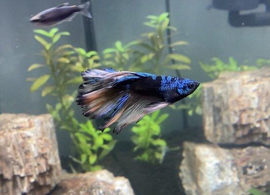 Cellophane Betta with tetra and plants I purchased at the store