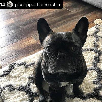 Guiseppe The Frenchie hard at work