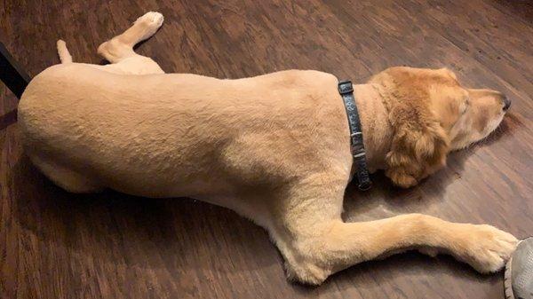 Frodo chilling after his haircut