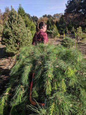 Our cut down Monterey Pine