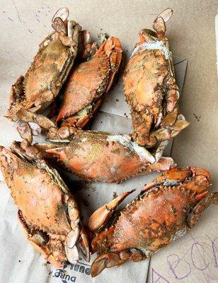 Half Dozen Medium/Large Crabs