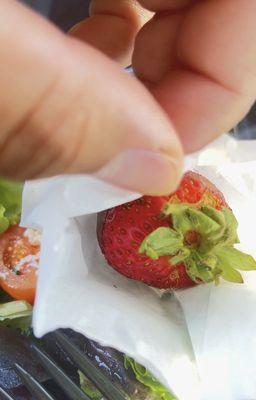 Black bugs in our strawberries & tomato