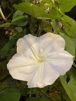 Patio flowers