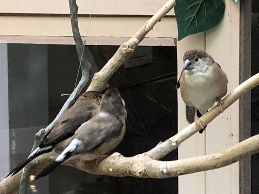 Lovely collection of birds in their aviary