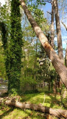 Removing this dead pine that fell into another tree endangering the neighbors garage