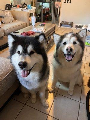 My two dogs after a long grooming day. All clean and beautiful!