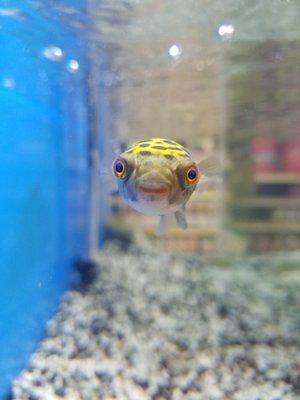 Green spotted puffer