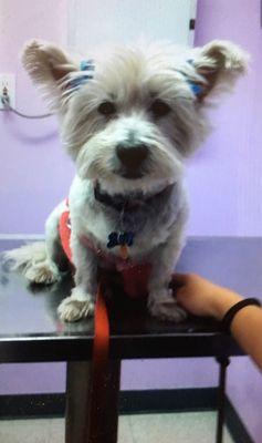 Bella, our Westie Terrier came in due to ear/skin infection