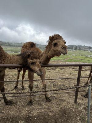 Camels