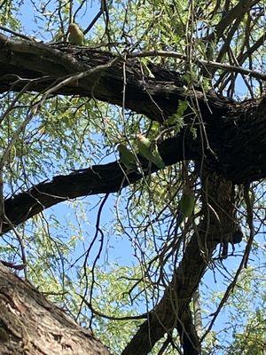 Only 4 of the many rosy faced lovebirds.