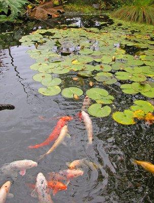 Koi pond in the garden center.