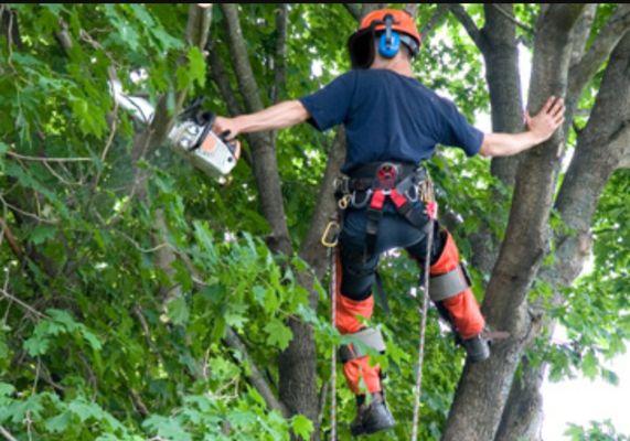 Tree trimming