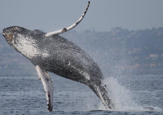 Breaching humpback whale on whale watch