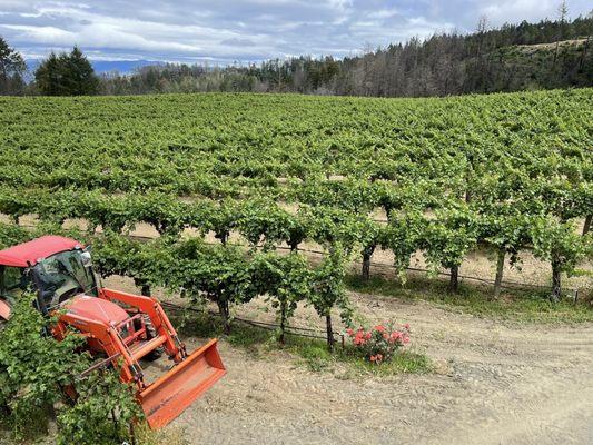 View of the vineyard from the balcony of the tasting room.  Stunning!!!