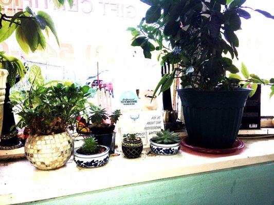 Lots of plants. The teeth whitening is for a local dental office. Just showing the window plants.