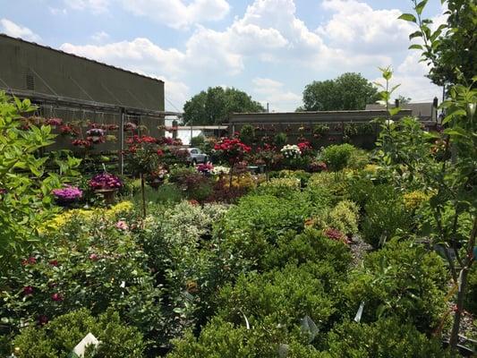 Deceptively large lot with so many varieties of bushes, flowers, & trees!