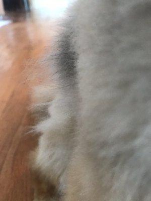 Uneven hair on the side of the dogs body