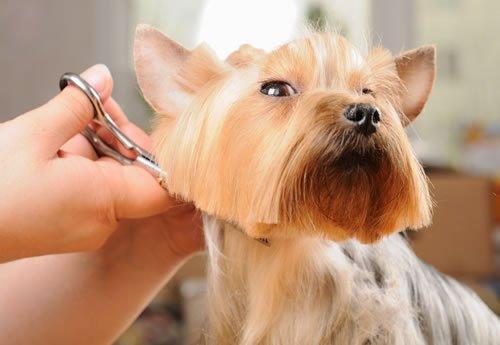 Breed specific mobile dog haircuts.