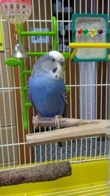 Bosco the parakeet at his home.