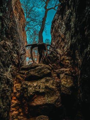 The tree rooted between the rocks