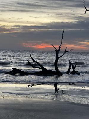 Driftwood beach