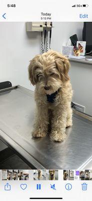 Ollie on the exam table.