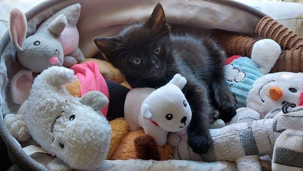 April in her toy box