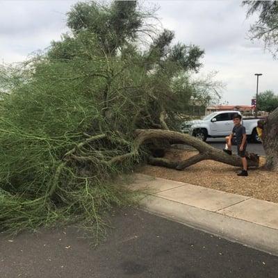 Tree removal