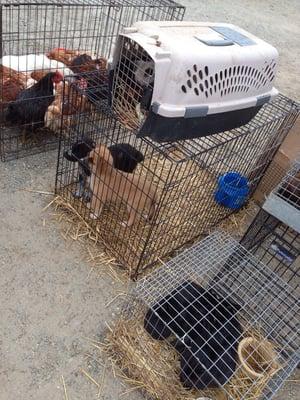 Chickens, puppies, rabbits