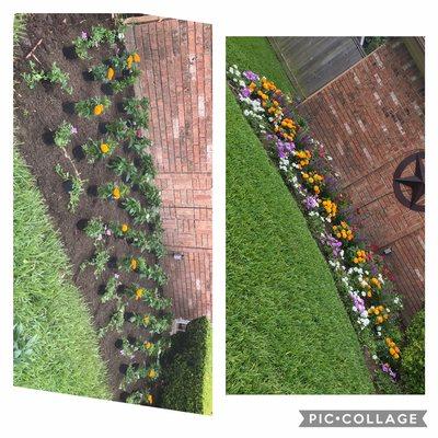 Few weeks back we planted new seasonal flowers and look a then now