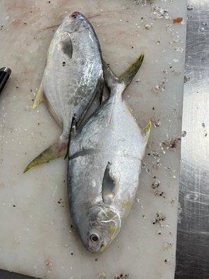 Pompano