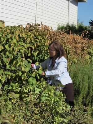 ACHS President Dorene Petersen harvests hops in the ACHS Botanical Teaching Garden during the Hops Wreath Workshop 2012