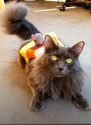 Halloween Maggie with a Candy Corn with a mousie costume!